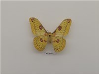 藏品(黃豹天蠶蛾)的圖片